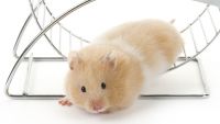 How do you get off the hamster wheel?
