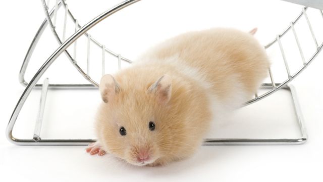 Set yourself up to get off the hamster wheel before wearing yourself completely out
