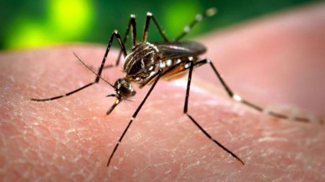 Aedes aegypti  mosquitoes, like the one pictured, can become infected  when they bite infected persons and can then spread the Zika virus to  other persons they subsequently bite. Credit: CDC / James Gathany